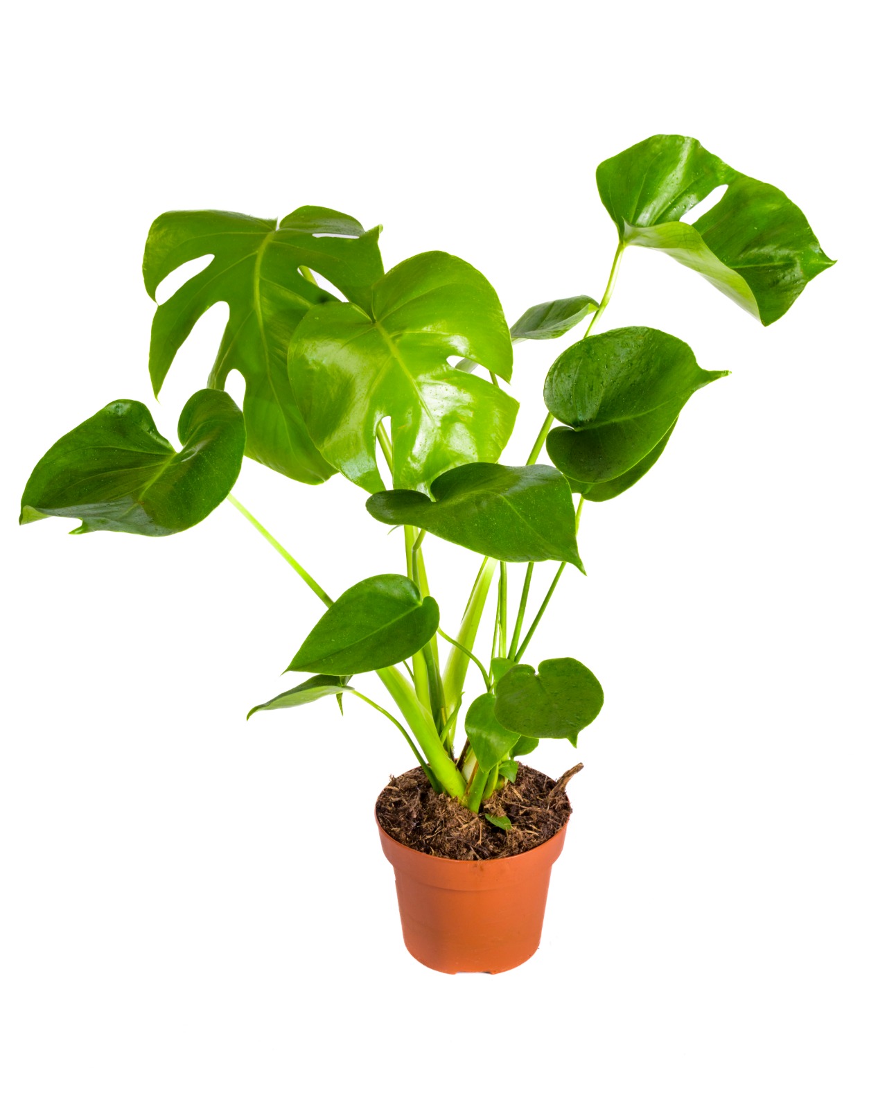 Buy Monstera Deliciosa Ht 55 Cm online On Qetaat.com